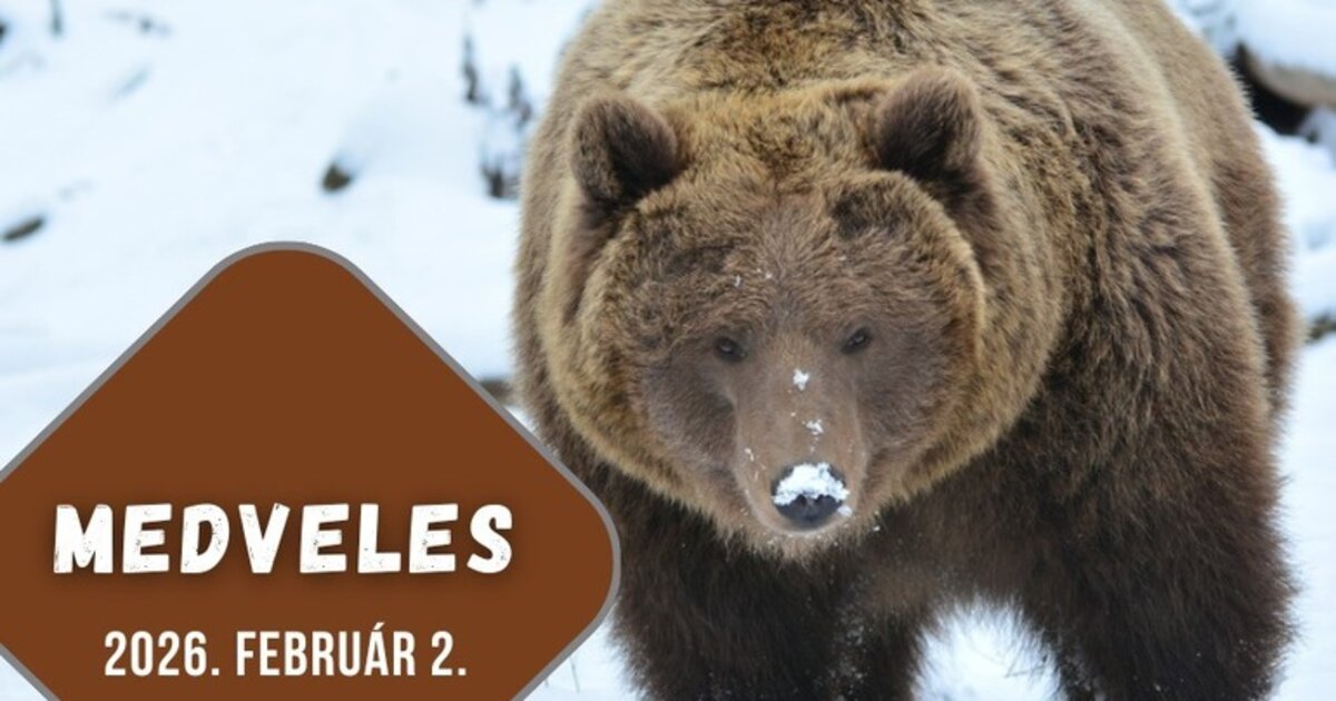 I-DEST: ミシュコルツ動物園でクマ観察 – フォルゴ・ドルカと